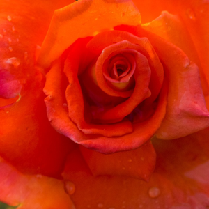 Spletna trgovina vrtnice - Vrtnica čajevka - oranžna - Rosa Monica® - Diskreten vonj vrtnice - Mathias Tantau, Jr. - Barva cvetov je oranžna, čez čas se opazi zlata niansa,ima lep vonj
